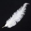 Feather / Ostrich / 50 cm / White