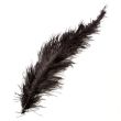 Feather / Ostrich / 50 cm / Black