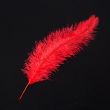 Feather / Ostrich / 50 cm / Red