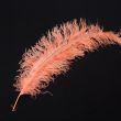 Feather / Ostrich / 50 cm / Coral
