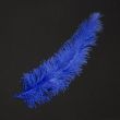 Feather / Ostrich / 50 cm / Royal