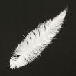 Feather / Ostrich / 40 cm / White