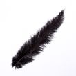 Feather / Ostrich / 40 cm / Black
