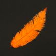 Feather / Ostrich / 40 cm / Orange