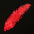 Feather / Ostrich / 40 cm / Red