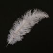 Feather / Ostrich / 40 cm / Grey