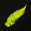 Feather / Ostrich / 40 cm / Pistachio