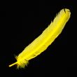 Feather / Turkey / Yellow