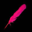 Feather / Turkey / Fuchsia