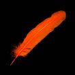 Feather / Turkey / Orange