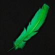 Feather / Turkey / Green