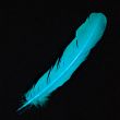 Feather / Turkey / Turquoise