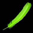 Feather / Turkey / Lime