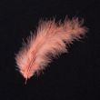 Feather / Marabou / Coral