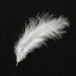 Feather / Marabou / Off White