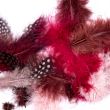 Colourful marabou feathers / 2909 Pink Maroon Mix