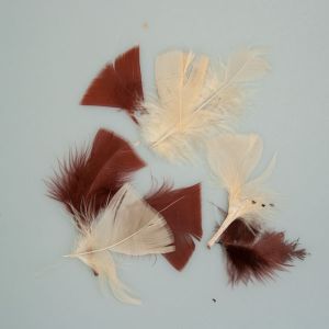 Colorful feathers / Exotic Feathers Brown & White