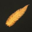 Feather / Ostrich / 40 cm / Gold