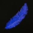 Feather / Ostrich / 40 cm / Royal