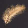 Feather / Marabou / Beige
