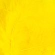 Värvilised suled / Yellow 11