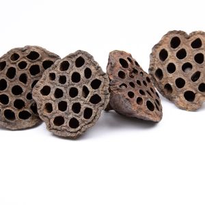 Коробочка лотоса