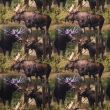 GOTS трикотаж / Holy Mooses
